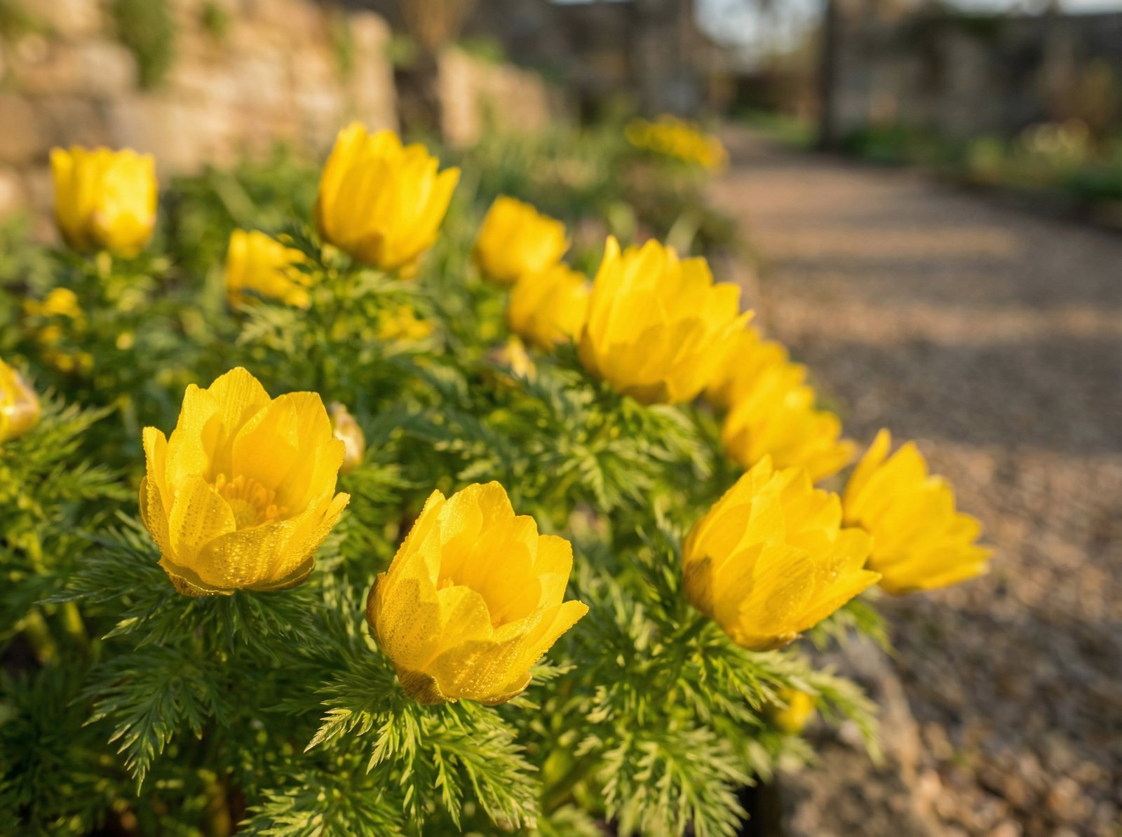 看片福寿草植物视频